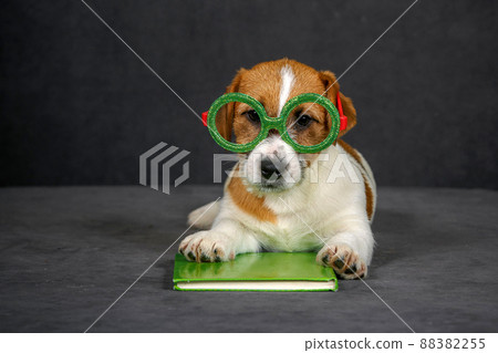 Jack Russell terrier in toy glasses and with book Jack Russell terrier in toy glasses and with book 88382255