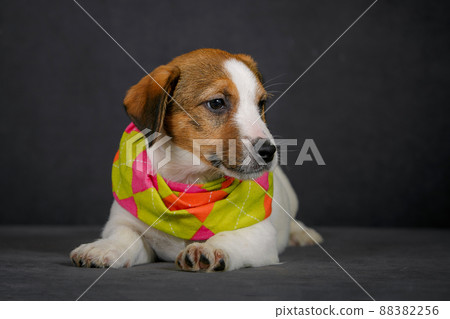 Jack Russell terrier dressed in doll dress Jack Russell terrier dressed in doll dress 88382256