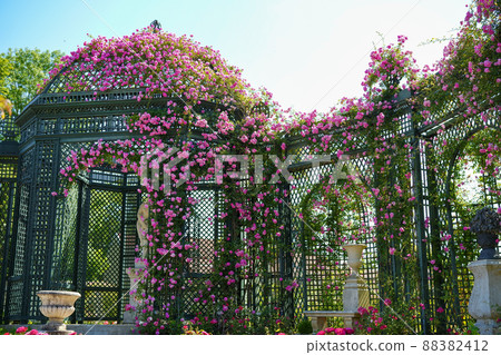 French rose garden (La Roseraie du Val-de-Marne) 88382412