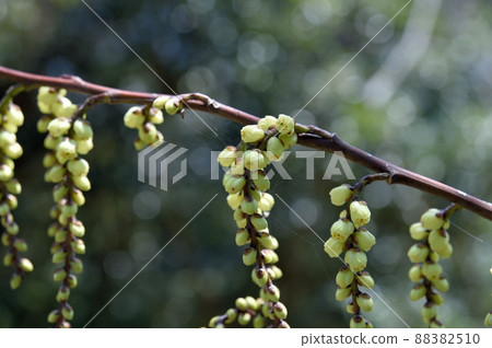 Flower of Kiboshi Flower of Kiboshi 88382510