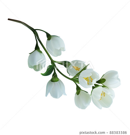Blooming branch jasmine flowers. Vector illustration isolated on white 88383386