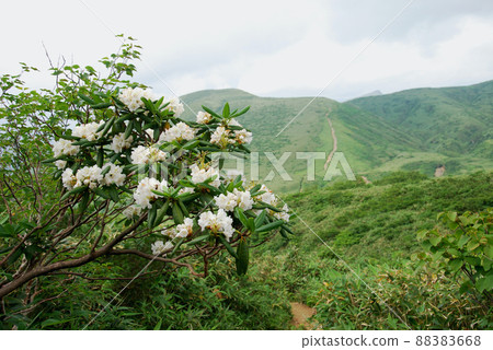 Active volcano Akita Komagatake Hakusan Shakunage blooming on the Shakunage course 88383668