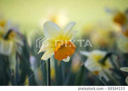 Closeup of yellow daffodils in a public garden Closeup of yellow daffodils in a public garden 88384153