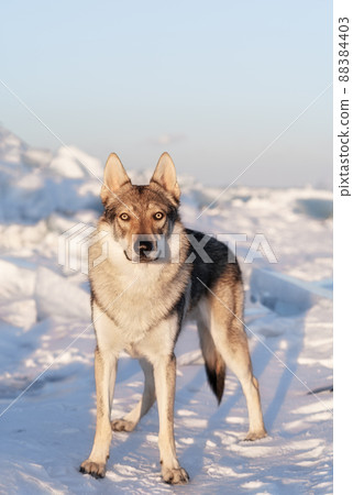Bright portrait of a crossbreed dog and wolf standing in snow at sunset. Ice hummocks on background. Beautiful natural background. Bright portrait of a crossbreed dog and wolf standing in snow at sunset. Ice hummocks on background. Beautiful natural background. 88384403