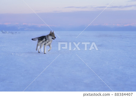 Portrait of a crossbreed dog and wolf running on frozen lake at sunset. Mountans on background. Beautiful natural background. Portrait of a crossbreed dog and wolf running on frozen lake at sunset. Mountans on background. Beautiful natural background. 88384407