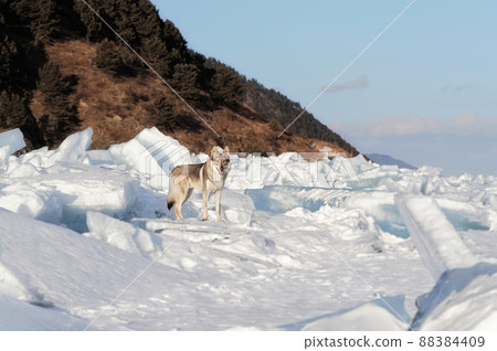 Bright portrait of a crossbreed dog and wolf standing in snow at sunset. Mountans and ice hummocks on background. Beautiful natural background. Bright portrait of a crossbreed dog and wolf standing in snow at sunset. Mountans and ice hummocks on background. Beautiful natural background. 88384409