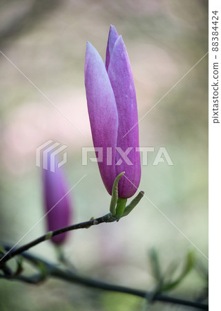 Closeup of pink Magnolia flowers in a public garden 88384424