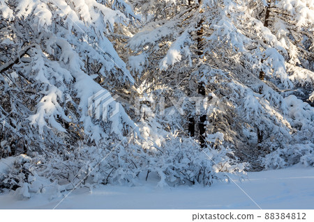 Winter forest. Snow-covered trees and bushes. There is a lot of snow on the branches of larch trees. 88384812