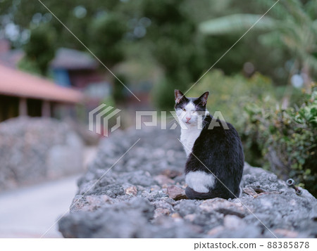 Cat in Taketomijima Cat in Taketomijima 88385878
