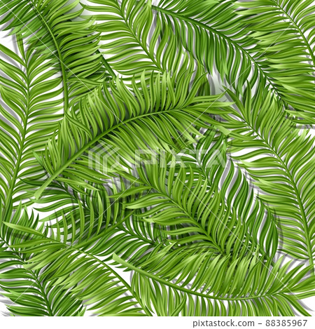 Tropical palm leaf isolated on white background. Realistic green summer plant. Vector illustration 88385967