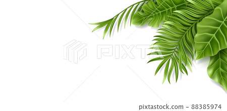 Tropical palm leaf isolated on white background. Realistic green summer plant. Vector illustration 88385974