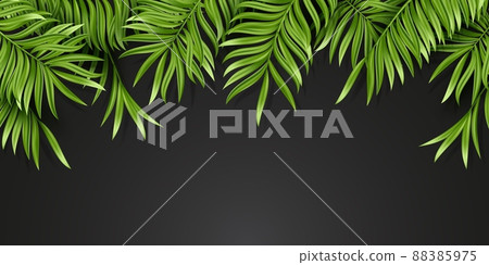 Tropical palm leaf isolated on black background. Realistic green summer plant. Vector illustration 88385975