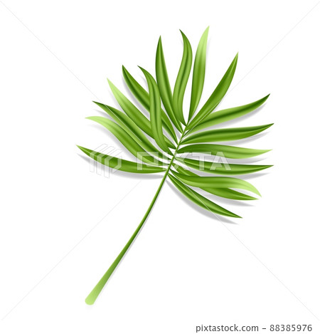 Tropical palm leaf isolated on white background. Realistic green summer plant. Vector illustration 88385976