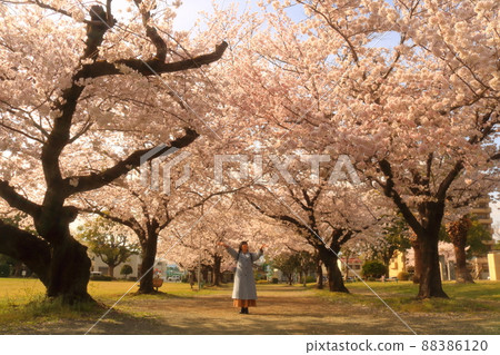 愛知縣豐川市獨自旅行賞櫻的女人 88386120