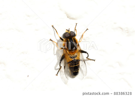 Stag beetle fly 88386328