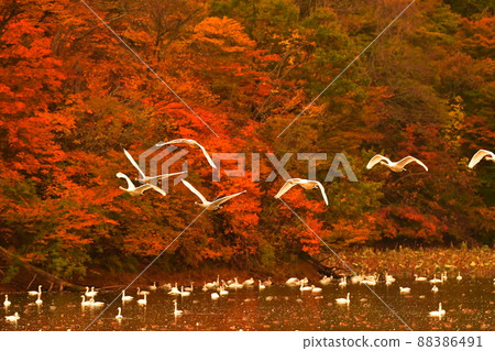 禧瑪諾天鵝 88386491