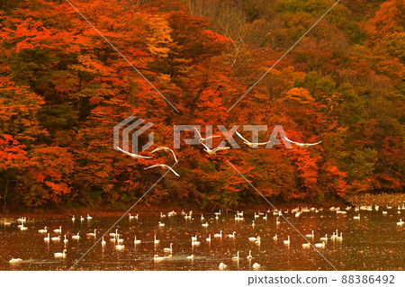 禧瑪諾天鵝 88386492