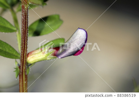 野豌豆芽 88386519