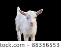 Portrait of a beautiful white goatling on a black background 88386553