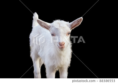Portrait of a beautiful white goatling on a black background 88386553