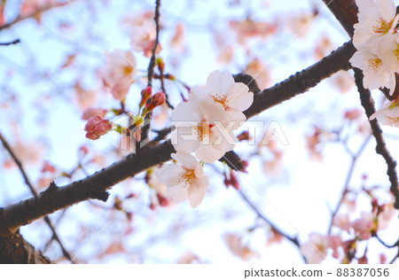 Sakura and sky 88387056