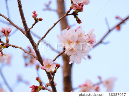 Sakura and sky 88387057