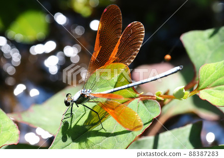 Kawata dragonfly (male, orange bowl type) 88387283