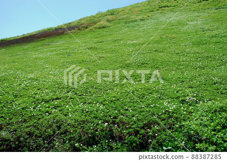 Active volcano Akita Komagatake Moomin valley Kodake slope chinguruma community 88387285