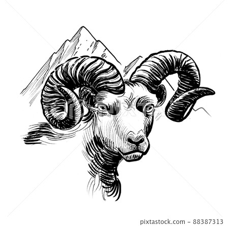 Ram head. Ink black and white drawing 88387313