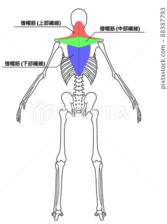 Human whole body skeleton and trapezius muscle (color-coded, Japanese name of each part) Human whole body skeleton and trapezius muscle (color-coded, Japanese name of each part) 88387793