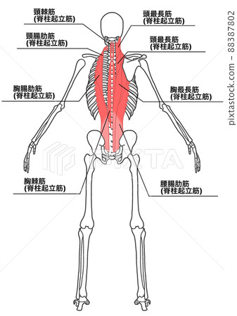 人體全身骨骼和豎脊肌（各部分的日文名稱、細節） 88387802