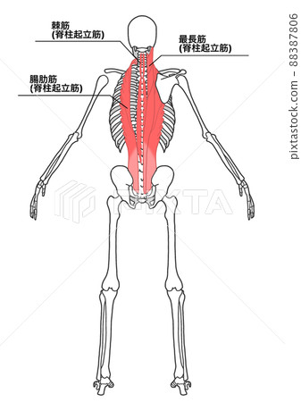 Human whole body skeleton and erector spinae muscles (Japanese name for each part, simple) 88387806