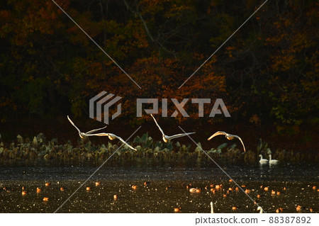 Shimano swan Shimano swan 88387892