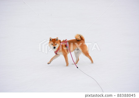 Shiba Inu 88388045