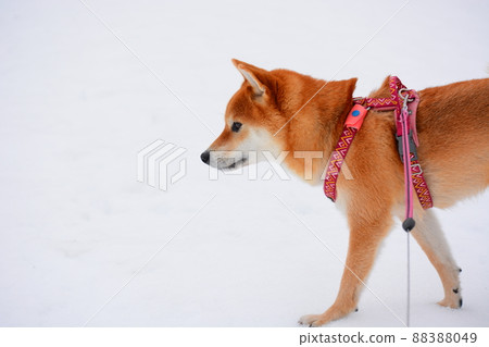 Shiba Inu 88388049