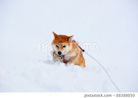 Shiba Inu 88388050