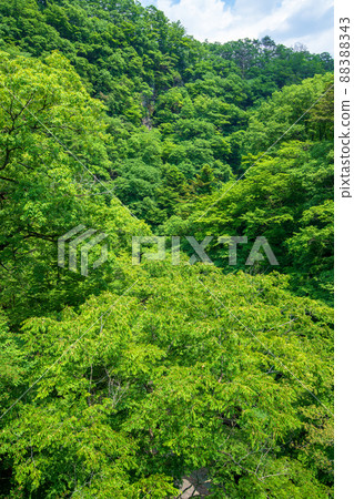 Oguro River, Watarase River tributary, view from Uedazawa Bridge, Kurohone Town, early summer scenery 88388343