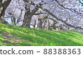 京都Sewaritei的櫻花 88388363