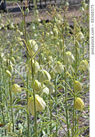 Plant: Fritillaria verticillae, Liliaceae Plant: Fritillaria verticillae, Liliaceae 88388375