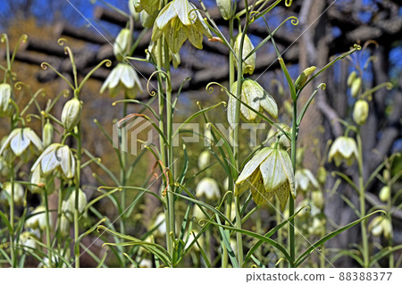 Plant: Fritillaria verticillae, Liliaceae 88388377