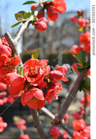 Tree: Boke Rosaceae 88388381