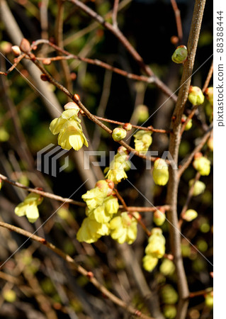 Tree: Hyuga wormwood Tree: Hyuga wormwood 88388444