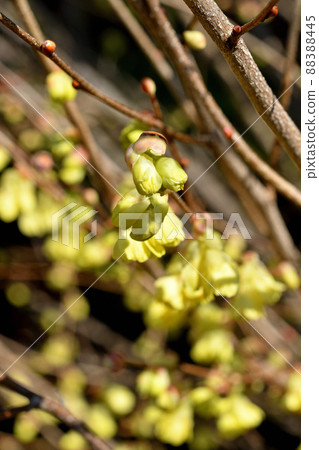 Tree: Hyuga wormwood Tree: Hyuga wormwood 88388445