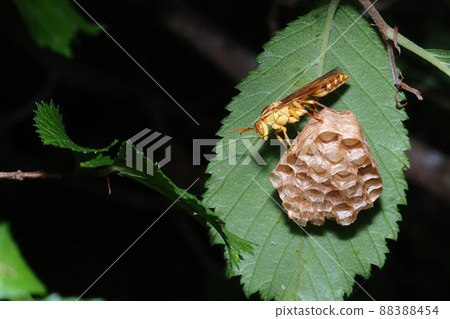 Nesting of paper wasps 88388454