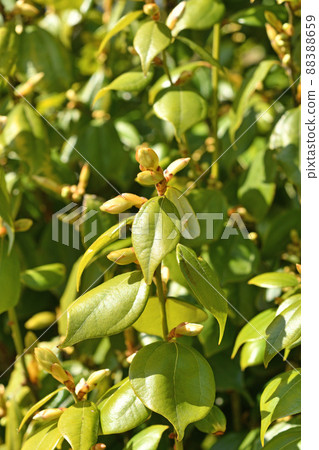 Tree: Tendaiyukaku Camuidae 88388659