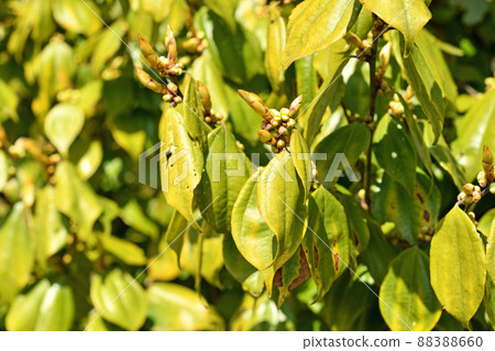 Tree: Tendaiyukaku Camuidae 88388660