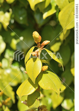 Tree: Tendaiyukaku Camuidae 88388661