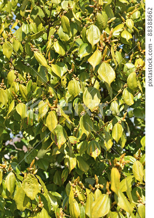 Tree: Tendaiyukaku Camuidae 88388662