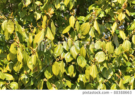 Tree: Tendaiyukaku Camuidae 88388663