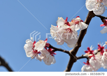 樹：杏樹 88388670